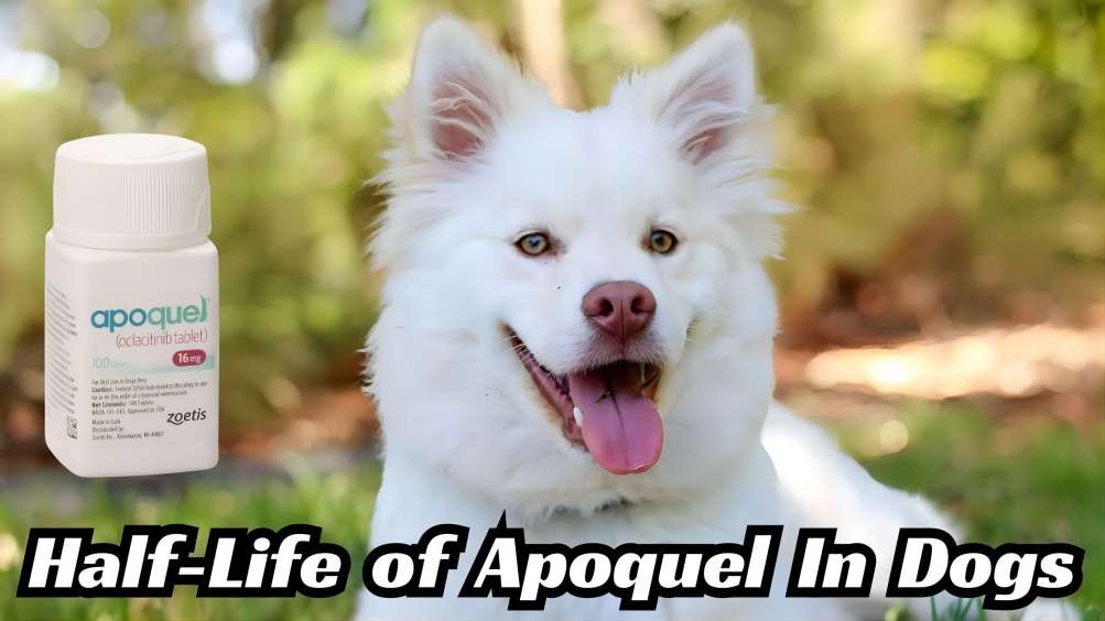 Apoquel for dogs