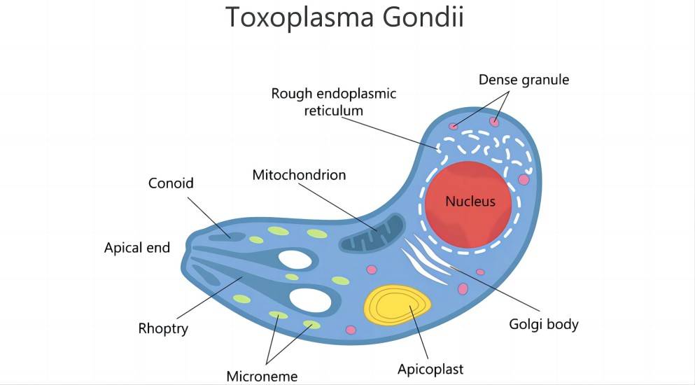 Oclacitinib Maleate treat toxoplasma gondii