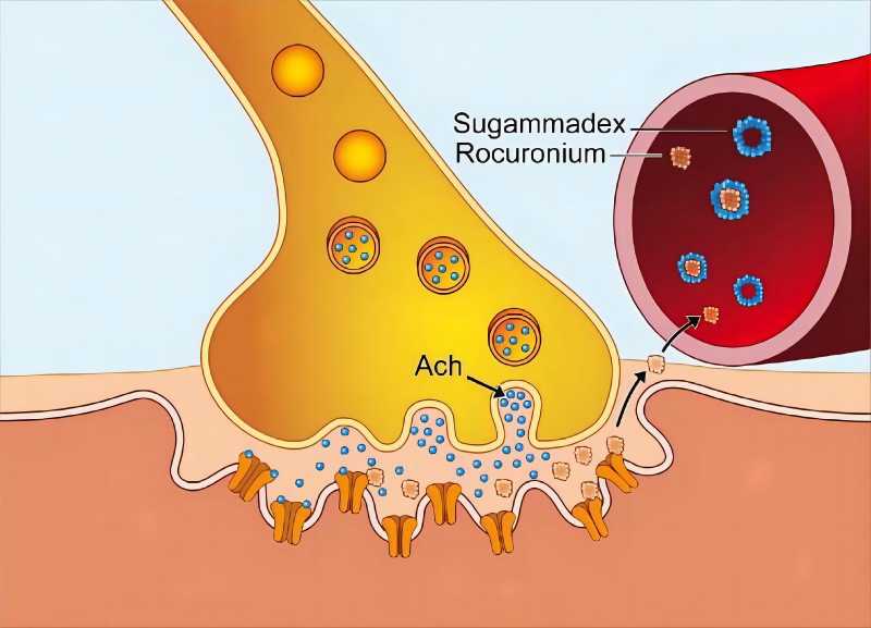 Sugammadex Sodium Pharmacodynamics