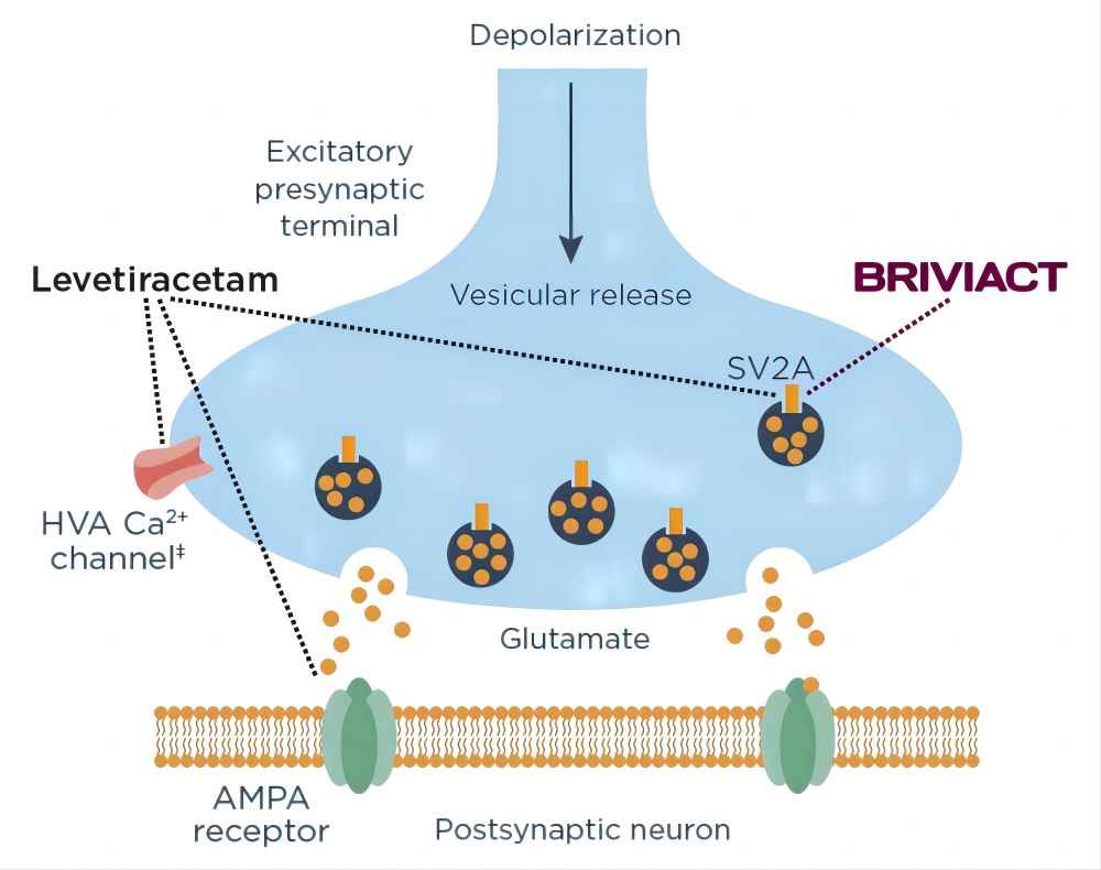 Mechanism of Action of Brivaracetam API