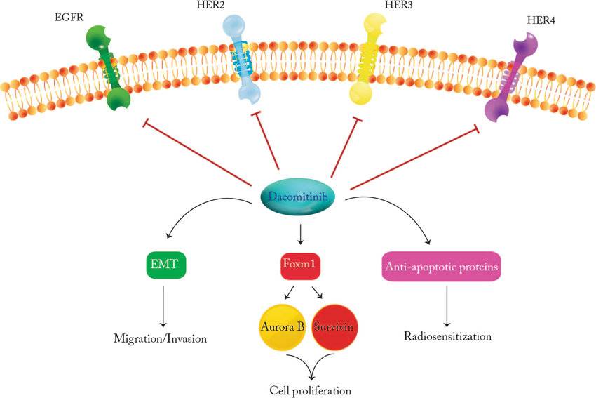 Mechanism of Action of Dacomitinib