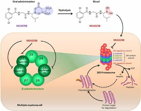 Mechanism of Action of Ixazomib Citrate