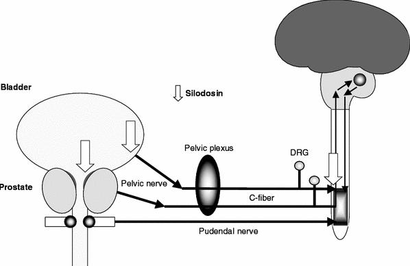 Silodosin API Mechanism of Action